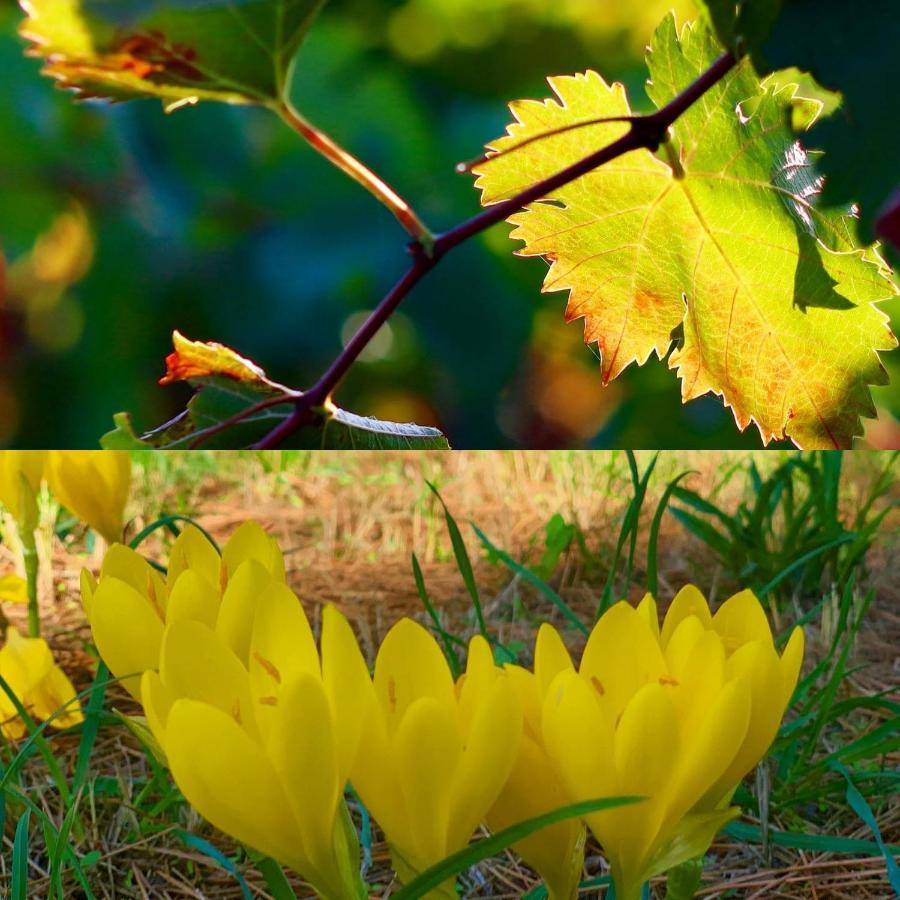 Tourouzelle La Maison Grenadine Pres Du Canal Du Midi المظهر الخارجي الصورة